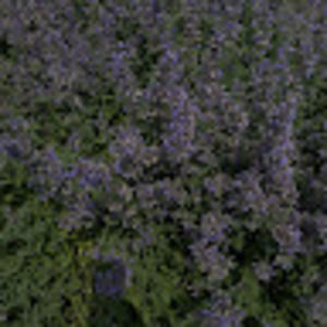 Meet your Posher, Liz